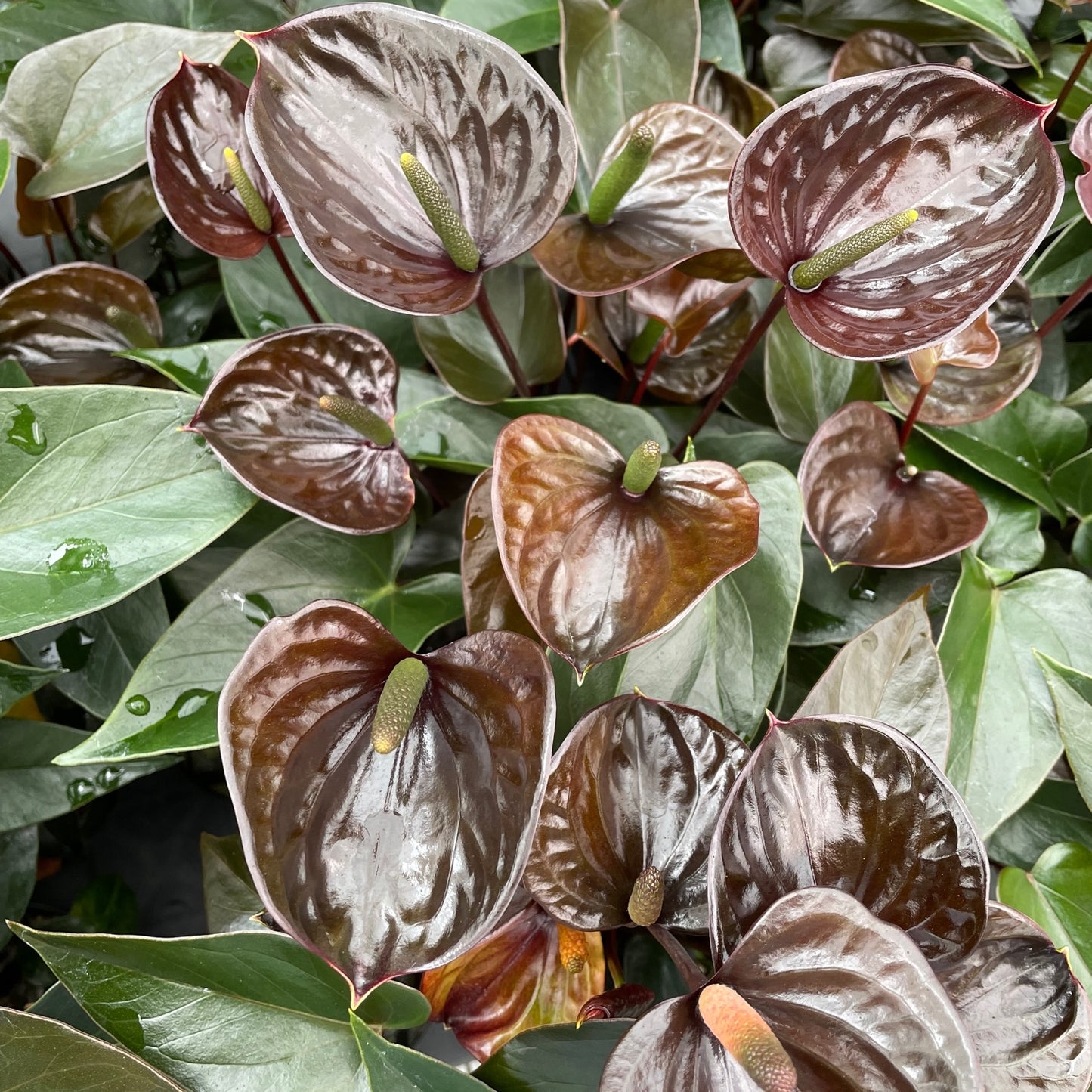 Anth. Love Black (4" Pot)