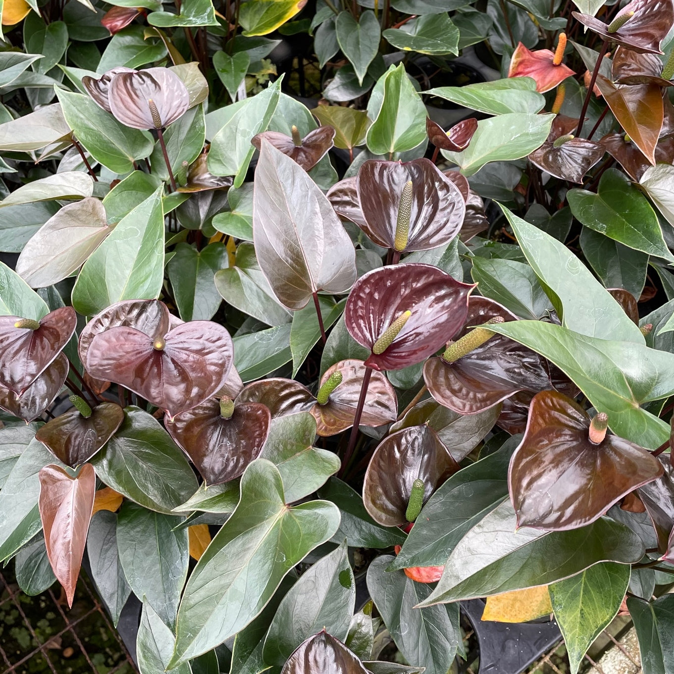 Anth. Love Black (4" Pot)