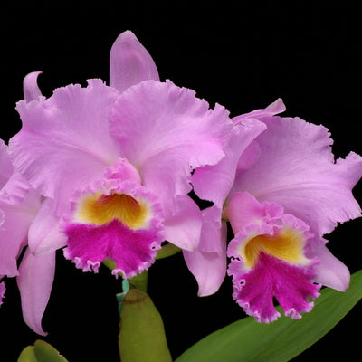 C. Mami Akatsuka 'Volcano Queen' FLASK (Cattleya Clone)