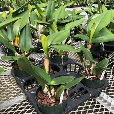 Rlc. Sunnystate's Spring Dawn 'Volcano Queen' (5.5" Pot) - Buds