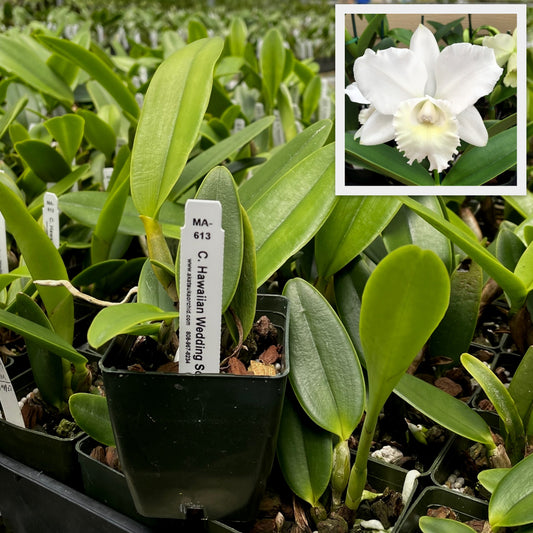 C. Hawaiian Wedding Song 'Virgin' (Starter-2.75" Pot)