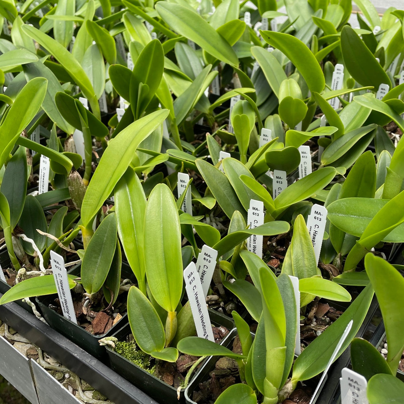 C. Hawaiian Wedding Song 'Virgin' (Starter-2.75" Pot)