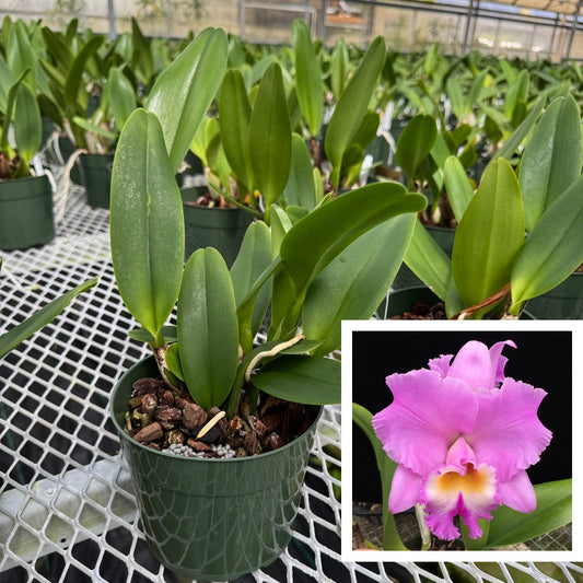 Rlc. Volcano Feeling 'Volcano Queen' (5.5" Pot) - Not Blooming