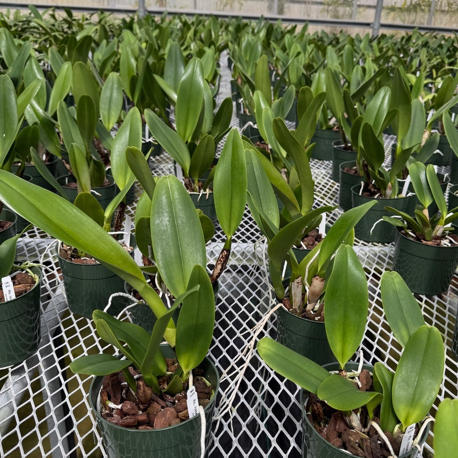 Rlc. Volcano Feeling 'Volcano Queen' (5.5" Pot) - Not Blooming