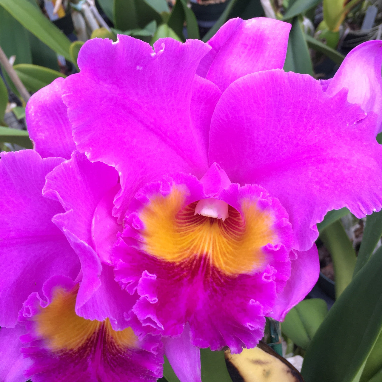 Rlc. Volcano Empress 'Volcano Queen' (5.5