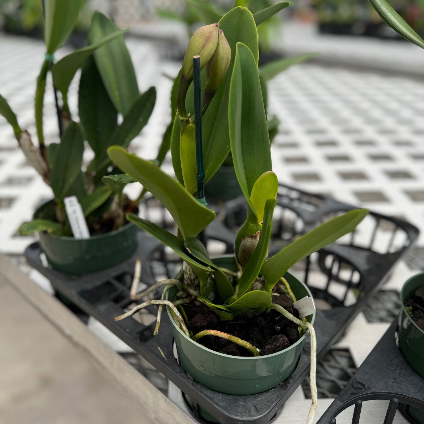 Rlc. Volcano Empress 'Volcano Queen' (5.5" Pot) - Buds