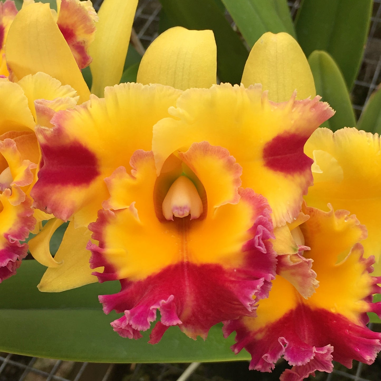 Rlc. Stitch Labs 'Volcano Fancy' FLASK (Cattleya Clone)