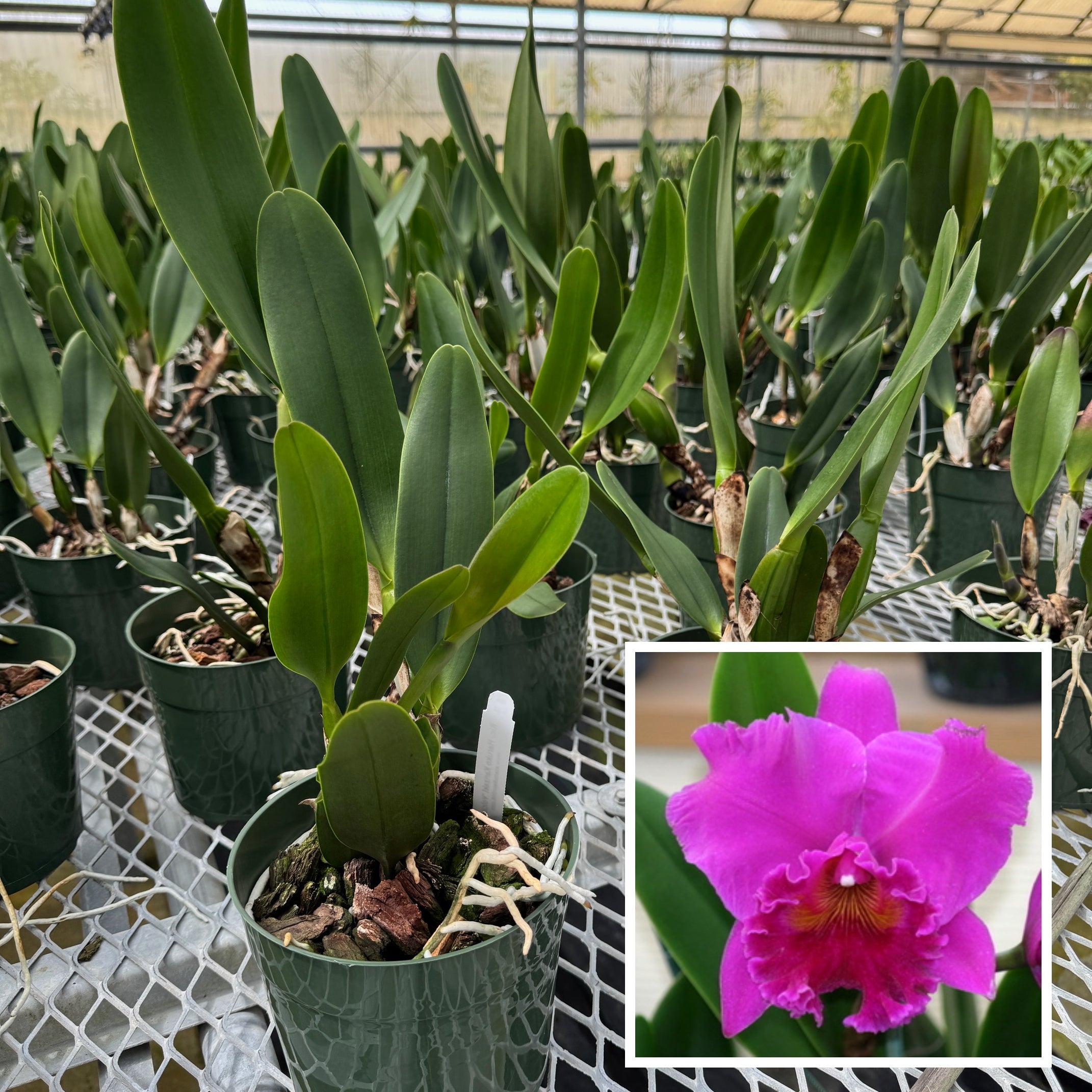 Rlc. Haruko Kanzaki 'Volcano Queen' (5.5