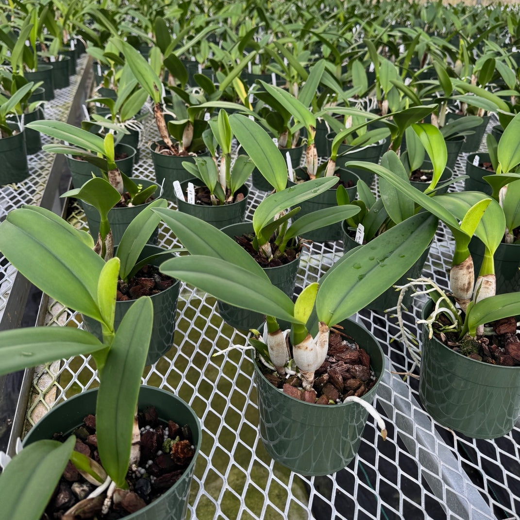Rth. Hsinying Catherine 'Hakucho' (5.5" Pot) - Not Blooming