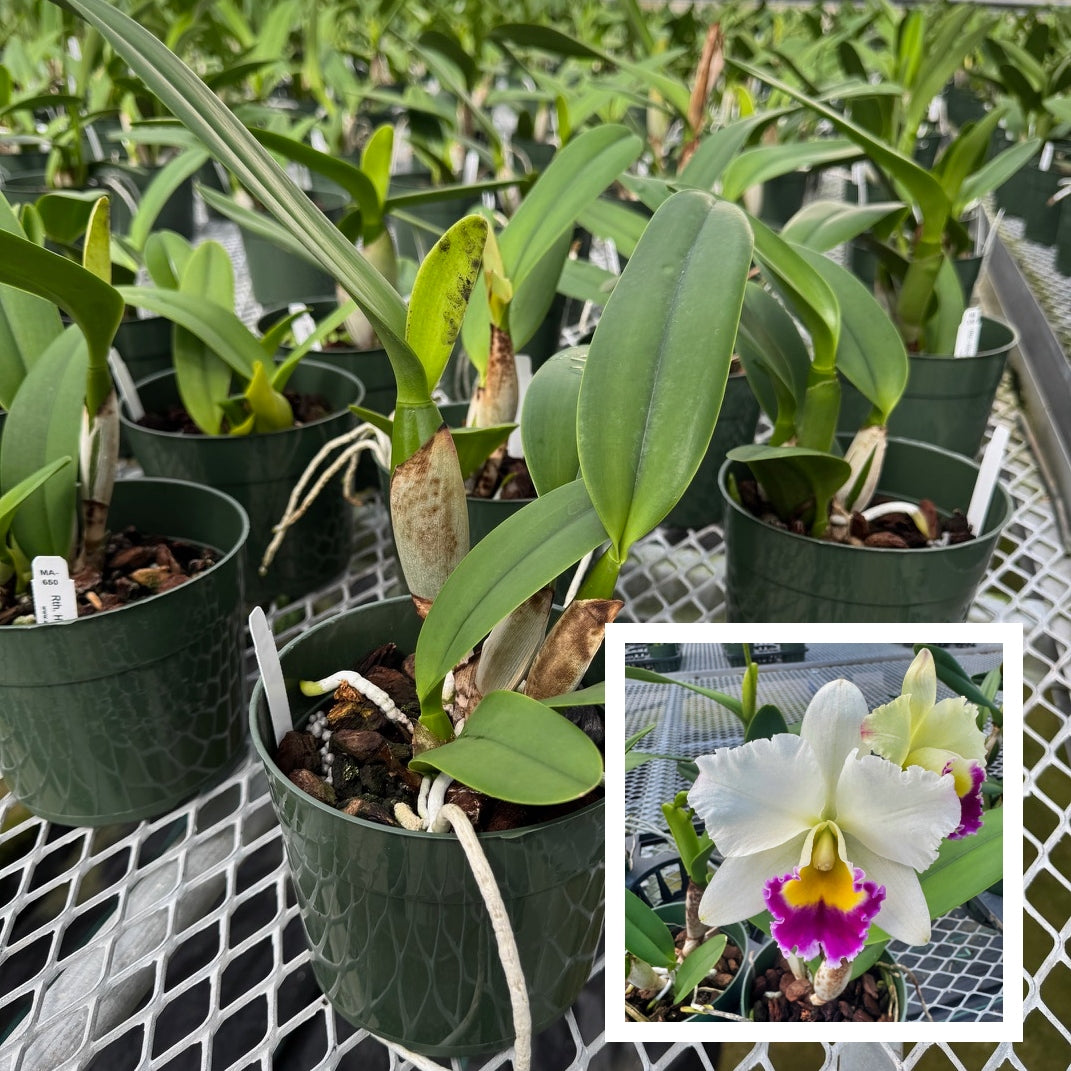 Rth. Hsinying Catherine 'Hakucho' (5.5" Pot) - Not Blooming