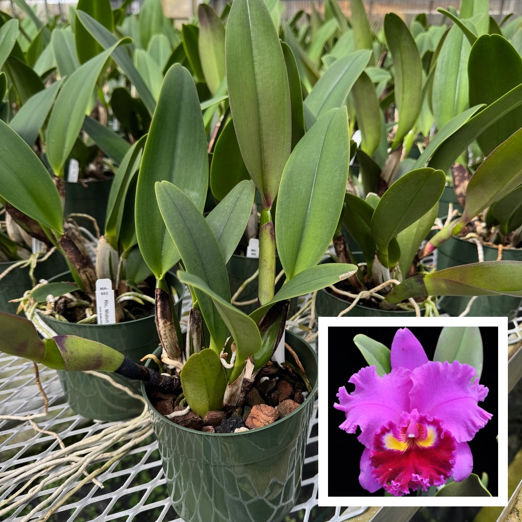 キリト Rlc. Midori Sato 'Volcano Queen' (5.5