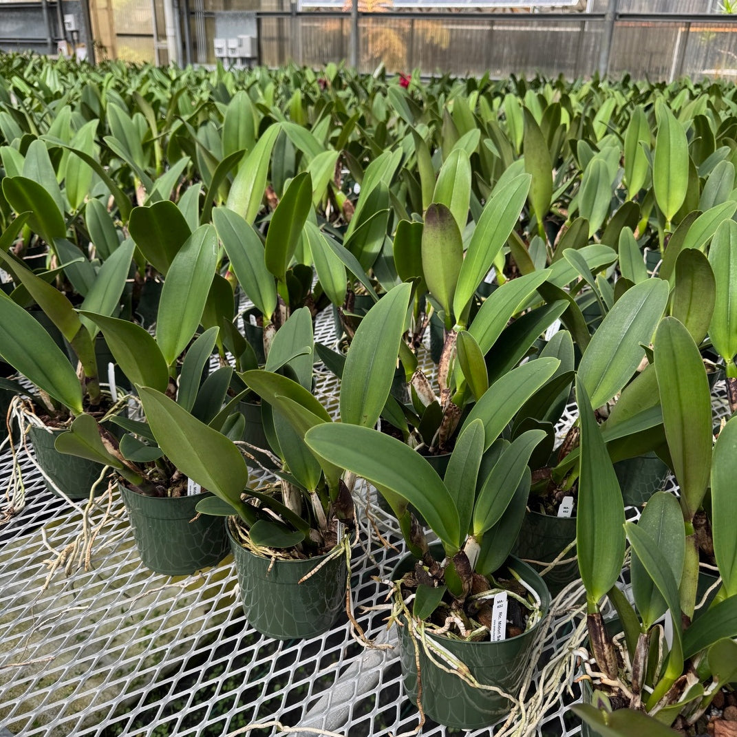 Rlc. Midori Sato 'Volcano Queen' (5.5" Pot) - Not Blooming