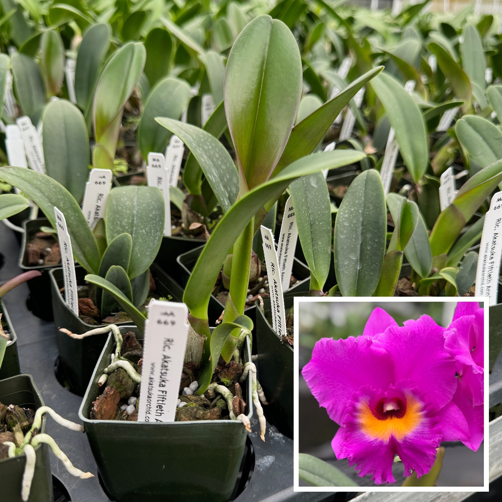 Rlc. Akatsuka 50th Anniversary 'Volcano Queen' (Starter-2.75