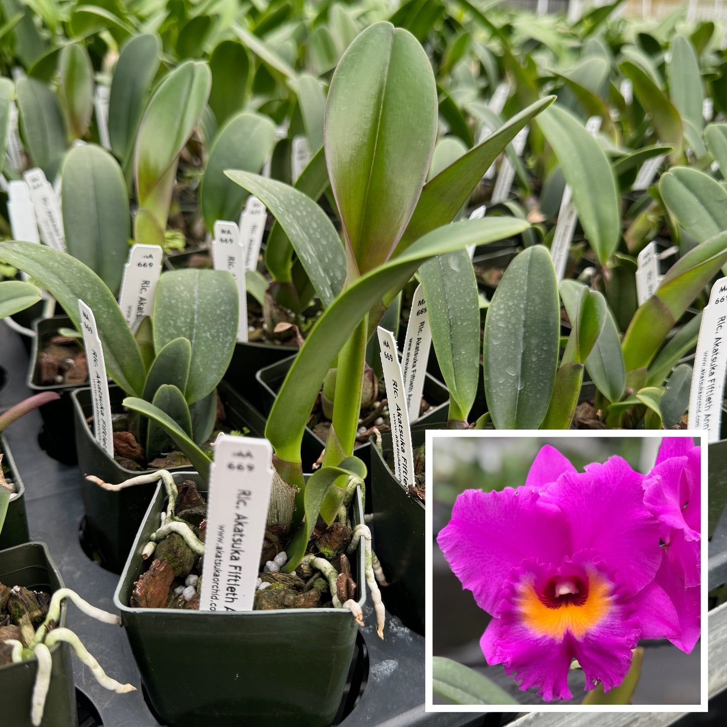 Rlc. Akatsuka 50th Anniversary 'Volcano Queen' (Starter-2.75" Pot)