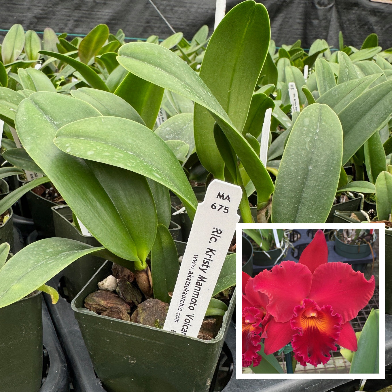 Rlc. Kristy Manmoto 'Volcano Red' (Starter- 2.75" Pot)