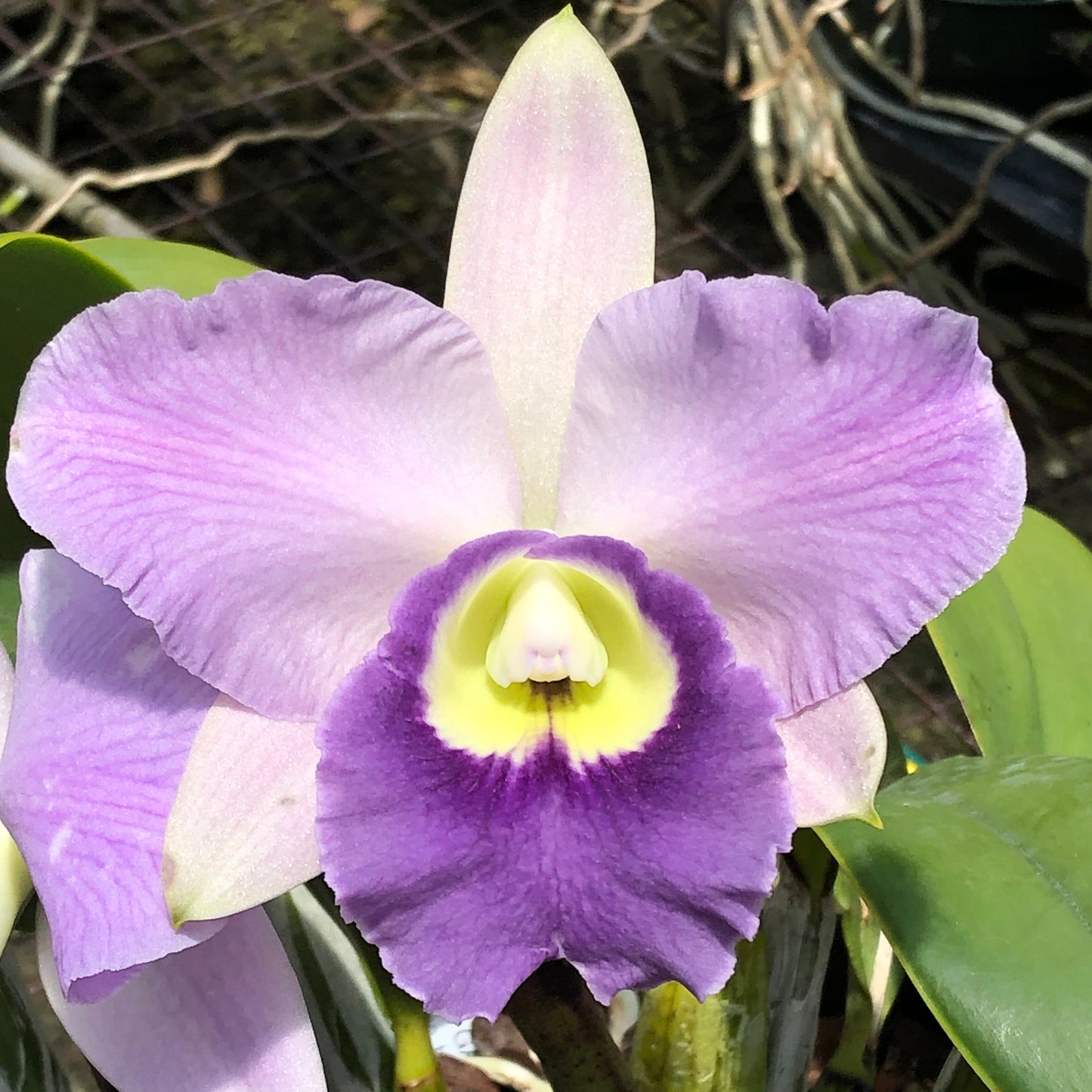 C. Cosmo-Roebling 'Volcano Queen' (Starter-2.75" Pot)