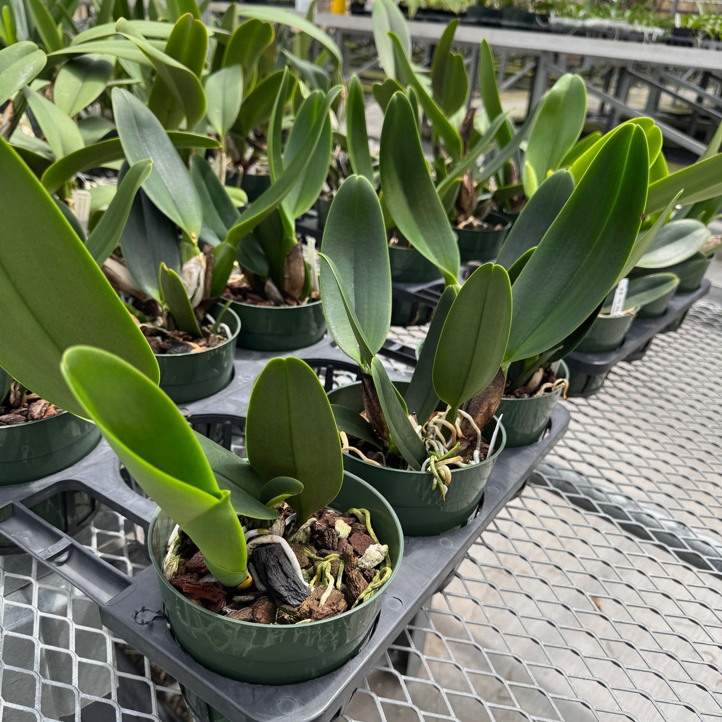 Rlc. Sayoko 'Volcano Queen' (5.5" Pot) -Not Blooming
