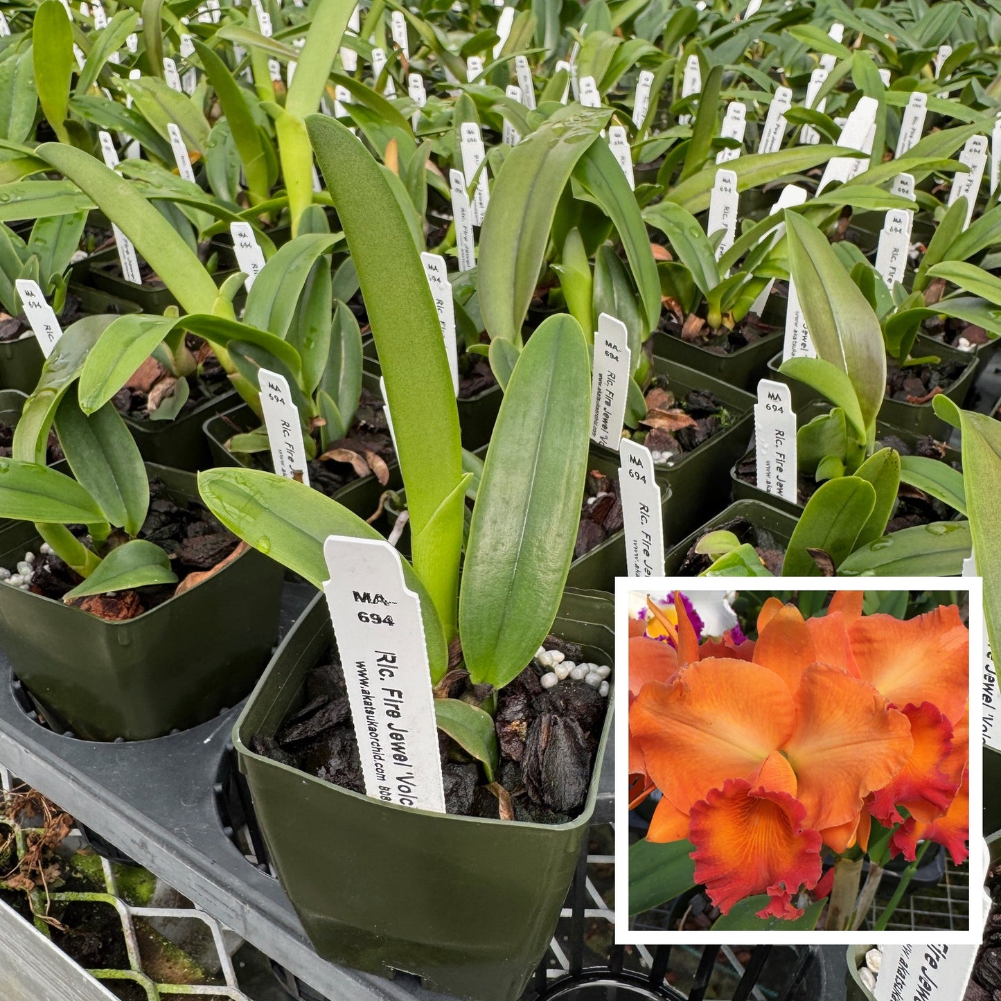 Rlc. Fire Jewel 'Volcano Orange' (Starter-2.75" Pot)