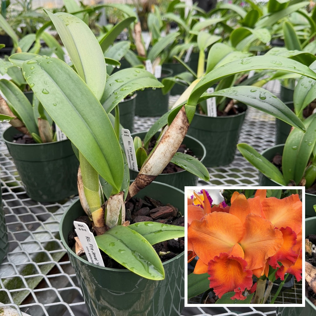 Rlc. Fire Jewel 'Volcano Orange' (5.5