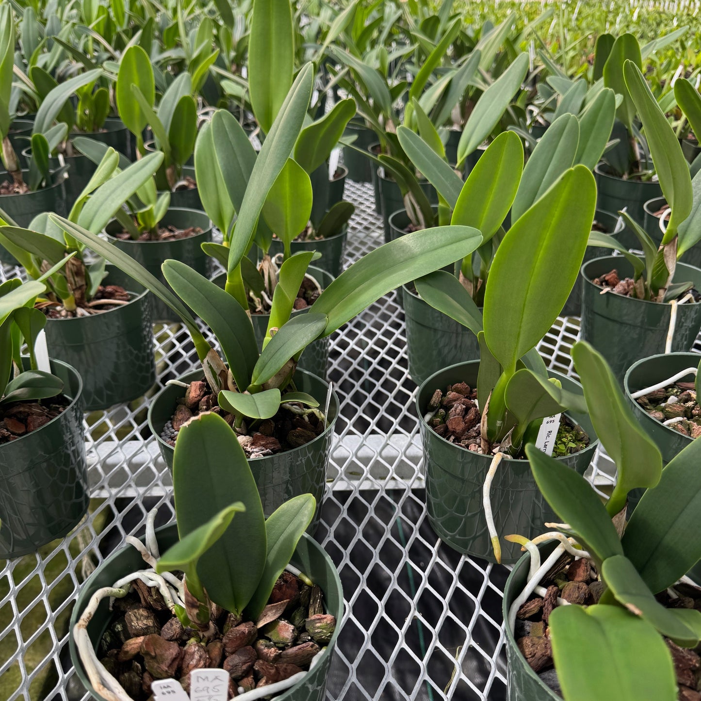 Rlc. Larry Nishikawa 'Volcano Princess' (5.5" Pot) - Not Blooming