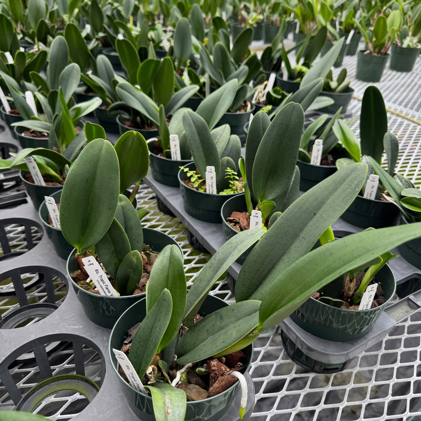 Rlc. Tropic Flame 'Volcano Queen' (5" Pot) - Not Blooming