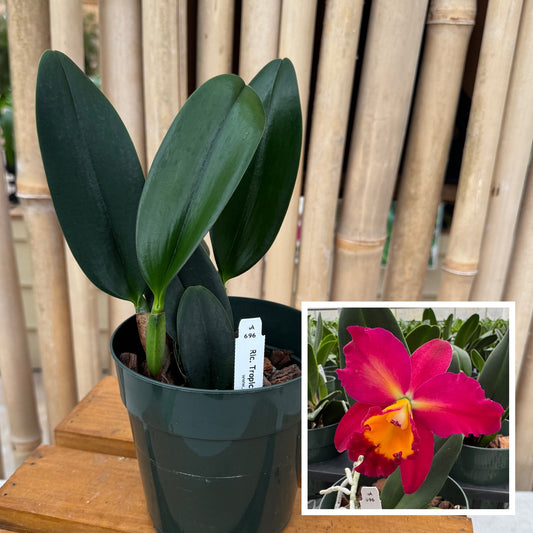 Rlc. Tropic Flame 'Volcano Queen' (5" Pot) - Not Blooming