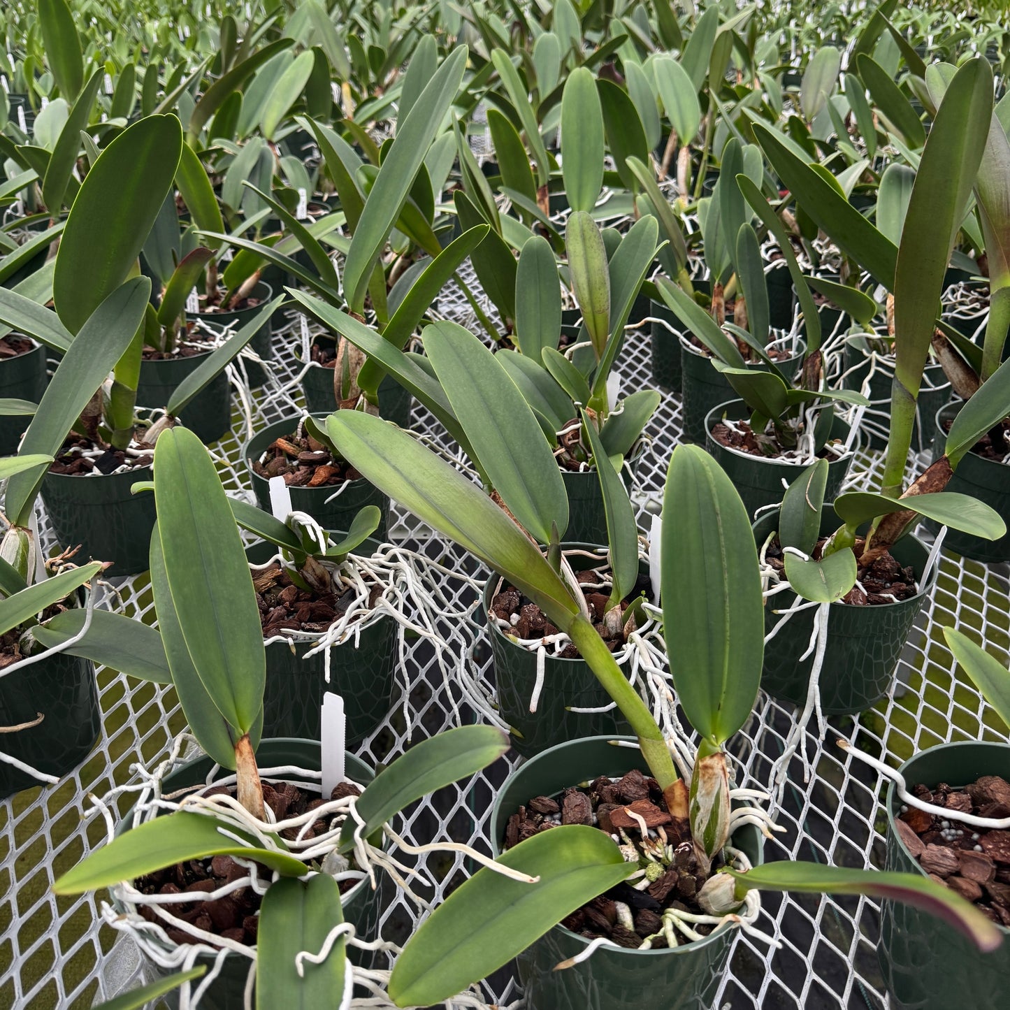 Rlc. Joyful Love 'Volcano Queen' (5.5" Pot) - Not Blooming
