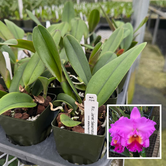 Rlc. Janet Sakamoto 'Volcano Queen' (Starter-2.75" Pot)