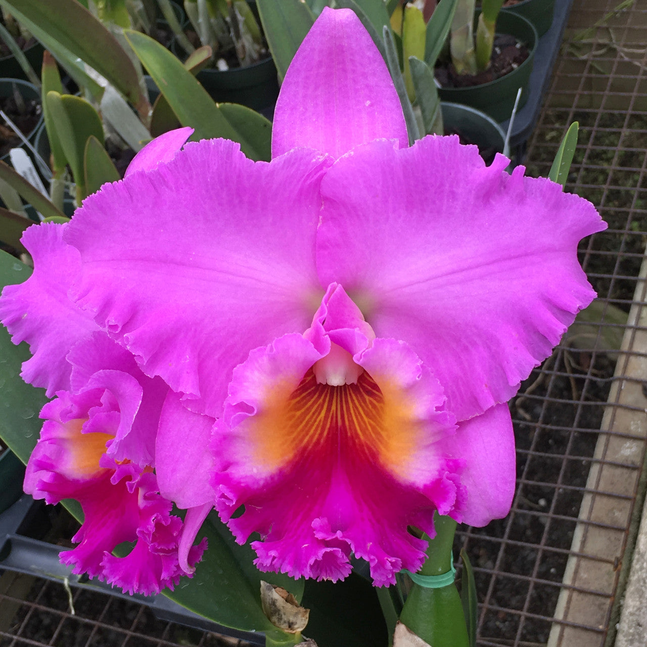 Rlc. Janet Sakamoto 'Volcano Queen' (Starter-2.75" Pot)