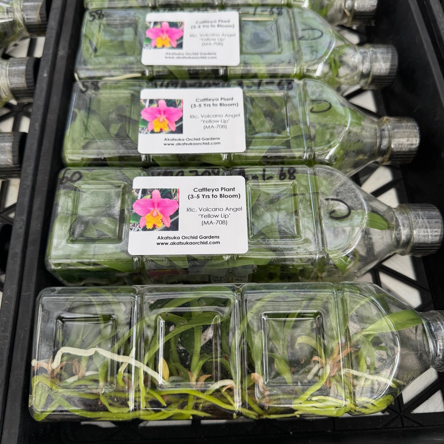 Rlc. Volcano Angel 'Yellow Lip' FLASK (Clone)