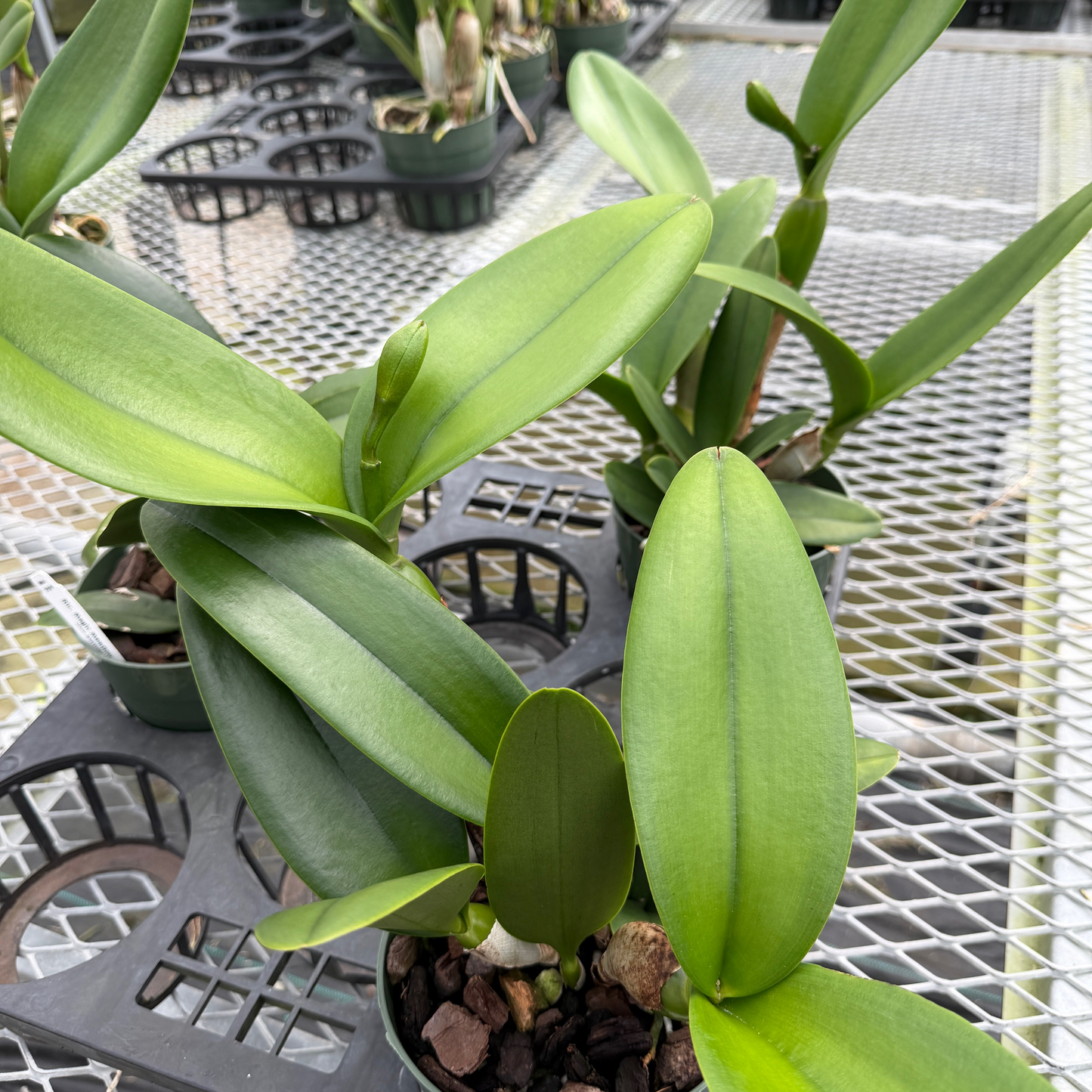Rlc. Magic Meadow 'Napoleon' (5.5" Pot) - Buds