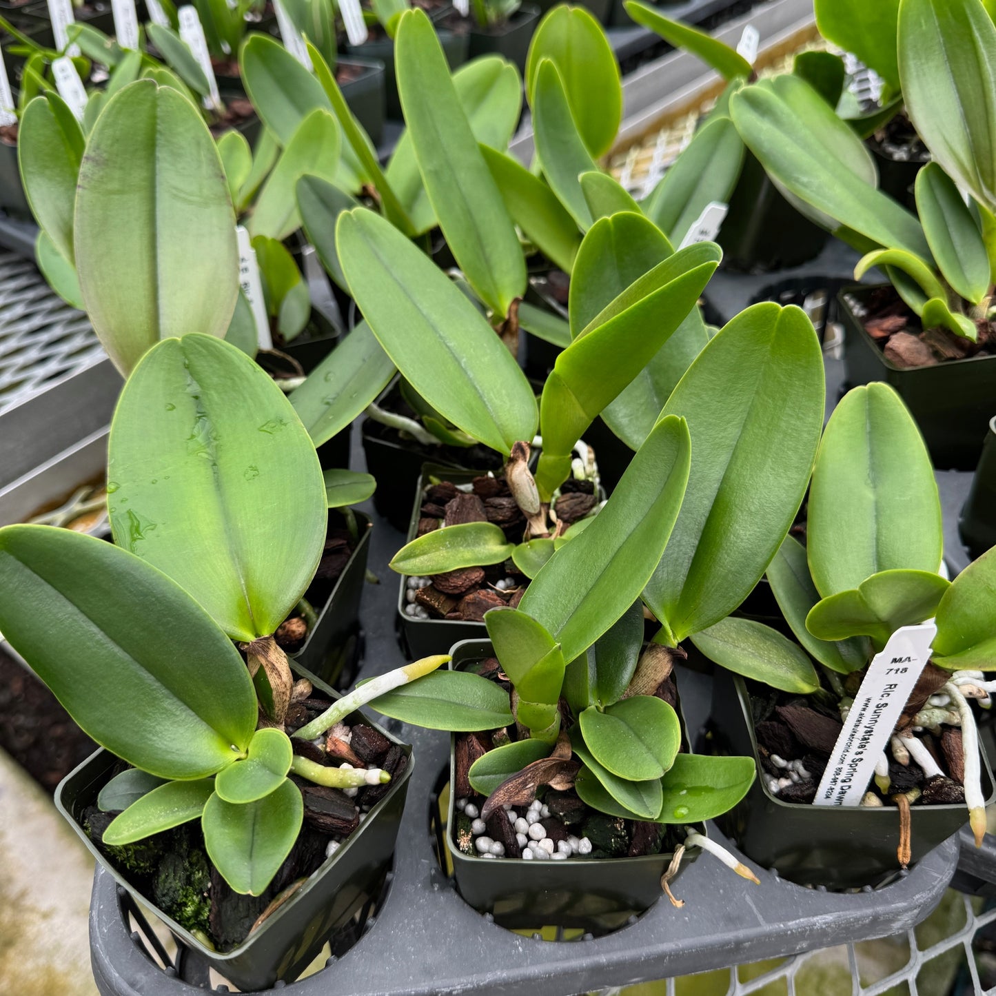 Rlc. Sunnystate's Spring Dawn 'Volcano Queen' (Starter-2.75" Pot)