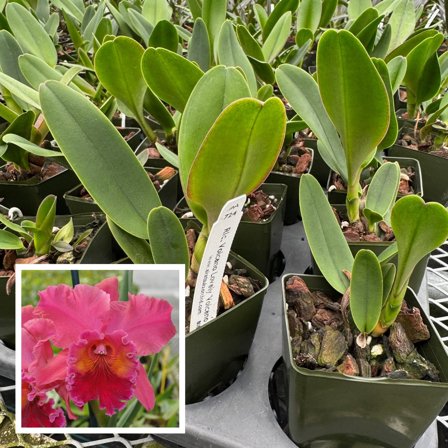 Rlc. Volcano Lovely 'Volcano Queen' (Starter-2.75" Pot)