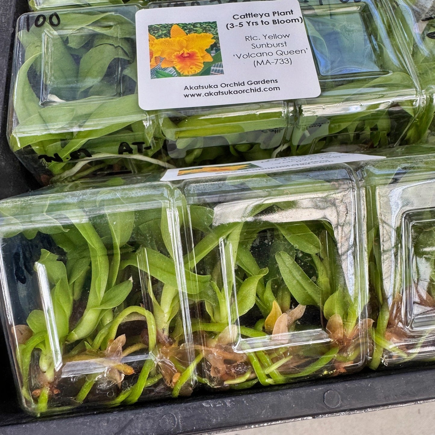 Rlc. Yellow Sunburst 'Volcano Queen' FLASK (Cattleya Clone)