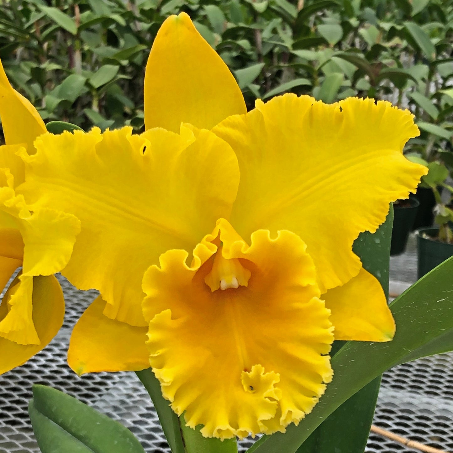 Rlc. Yellow Sunburst 'Volcano Queen' FLASK (Cattleya Clone)
