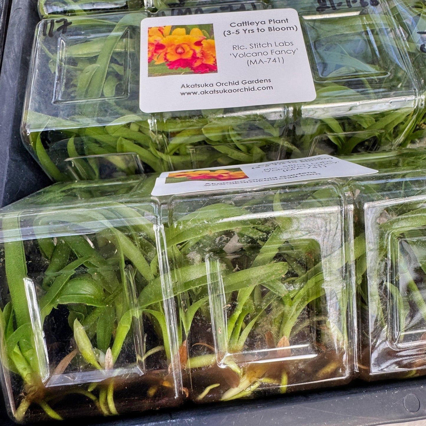 Rlc. Stitch Labs 'Volcano Fancy' FLASK (Cattleya Clone)