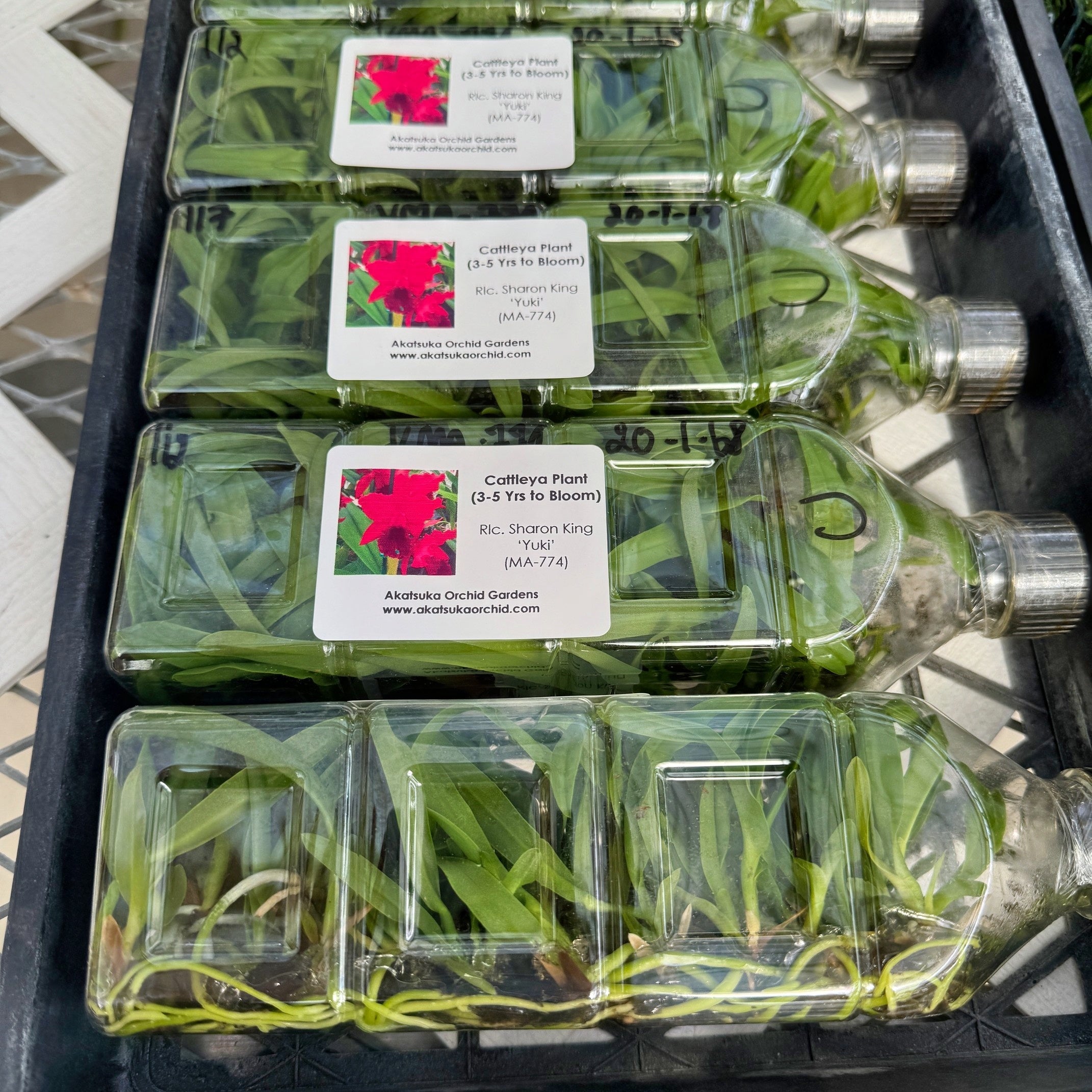 Rlc. Sharon King 'Yuki' FLASK (Cattleya Clone) – Akatsuka Orchid