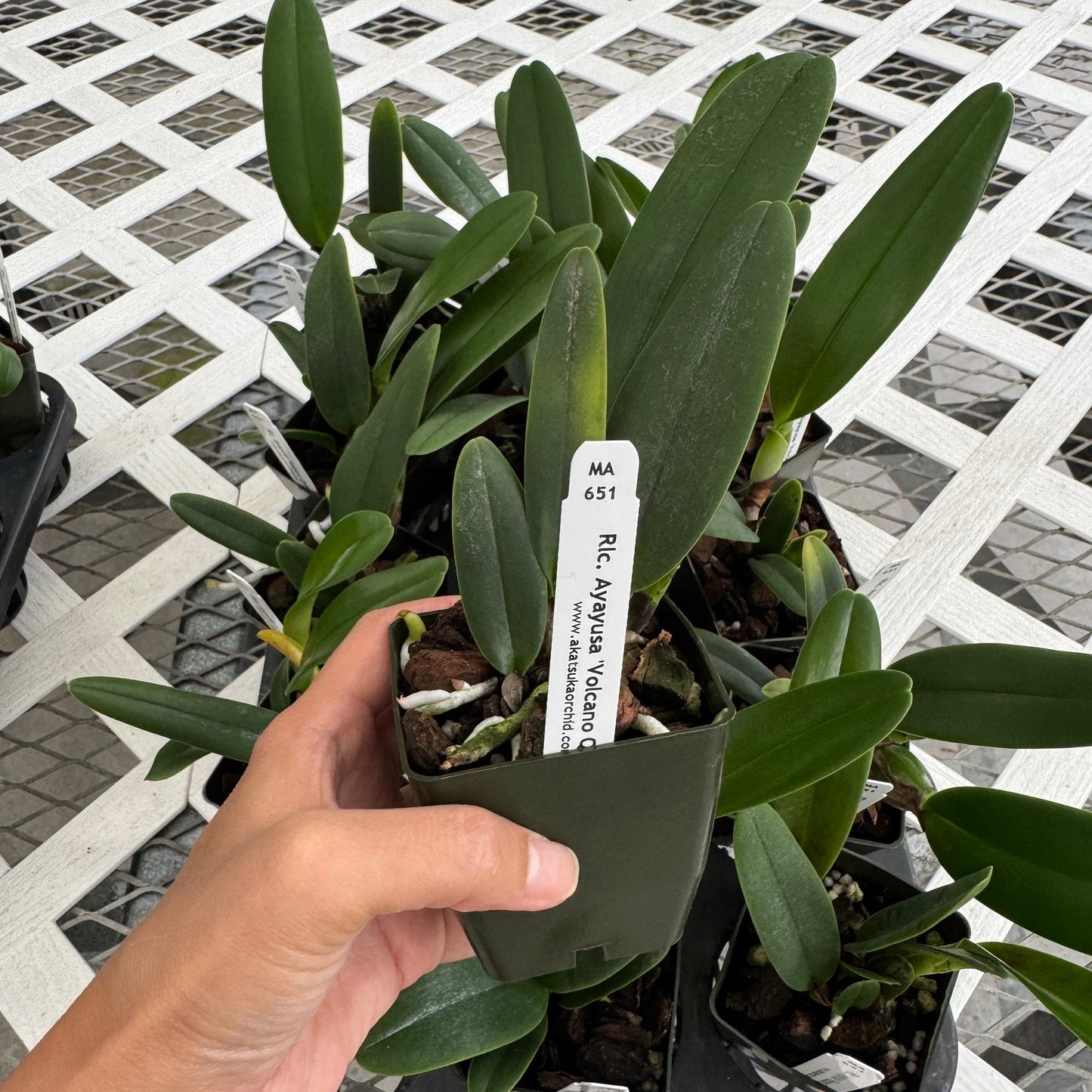 Rlc. Ayayusa 'Volcano Queen' (Starter-2.75" Pot)