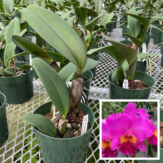 Rlc. Volcano Peaceful 'Volcano Queen' (5.5" Pot) - Not Blooming