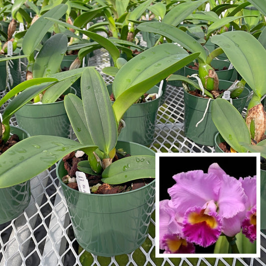 Rlc. Joy Sokabe 'Shining' (5.5" Pot) - Not Blooming