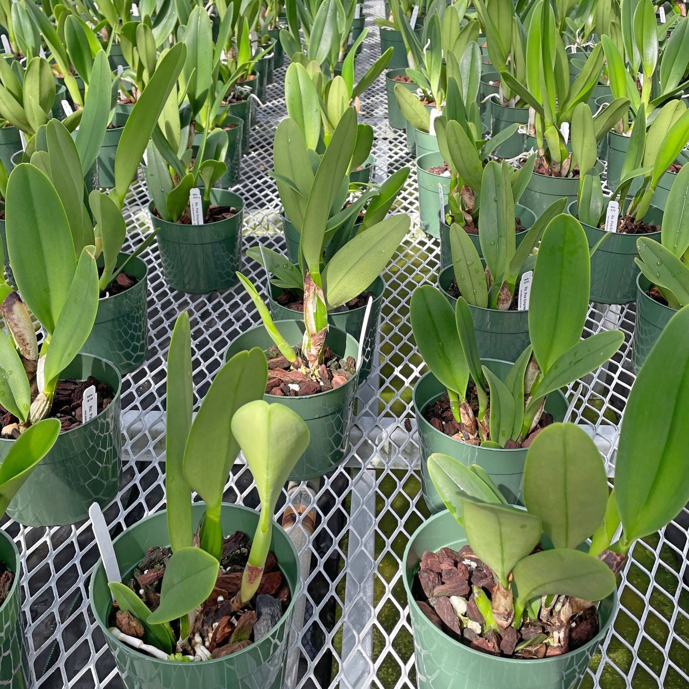Rlc. Pink Empress 'Ju-sen' AM/AOS (5.5" Pot) - Not Blooming