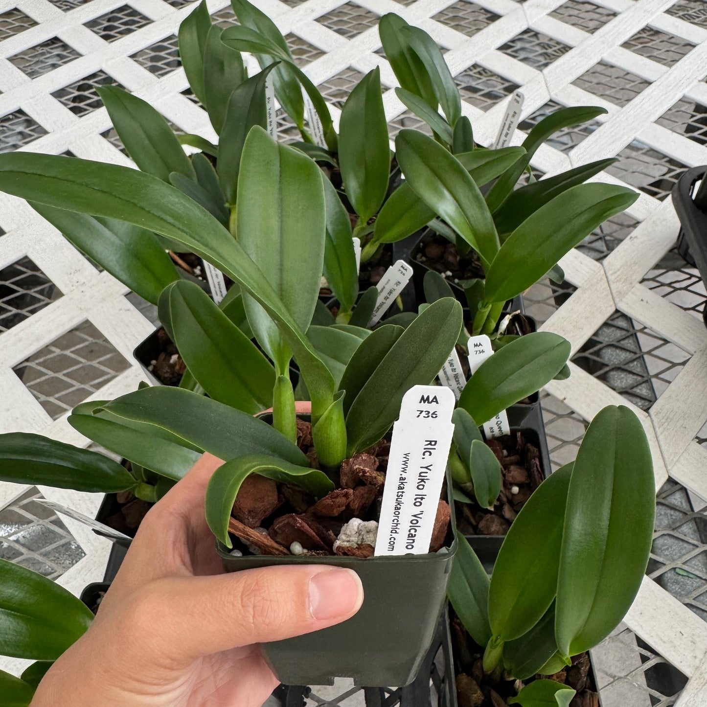 Rlc. Yuko Ito 'Volcano Queen' (Starter-2.75" Pot)