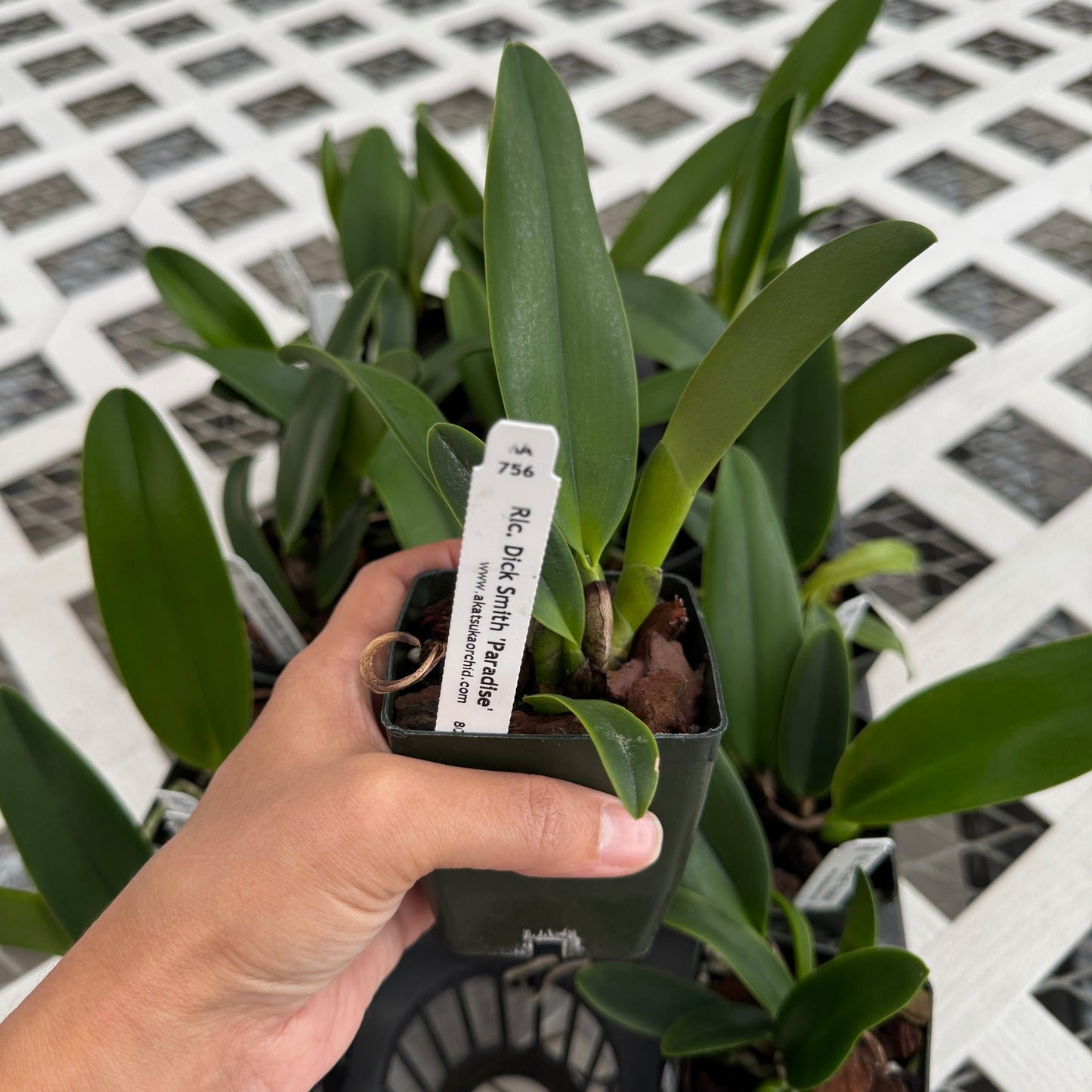 Rlc. Dick Smith 'Paradise' (Starter-2.75" Pot)