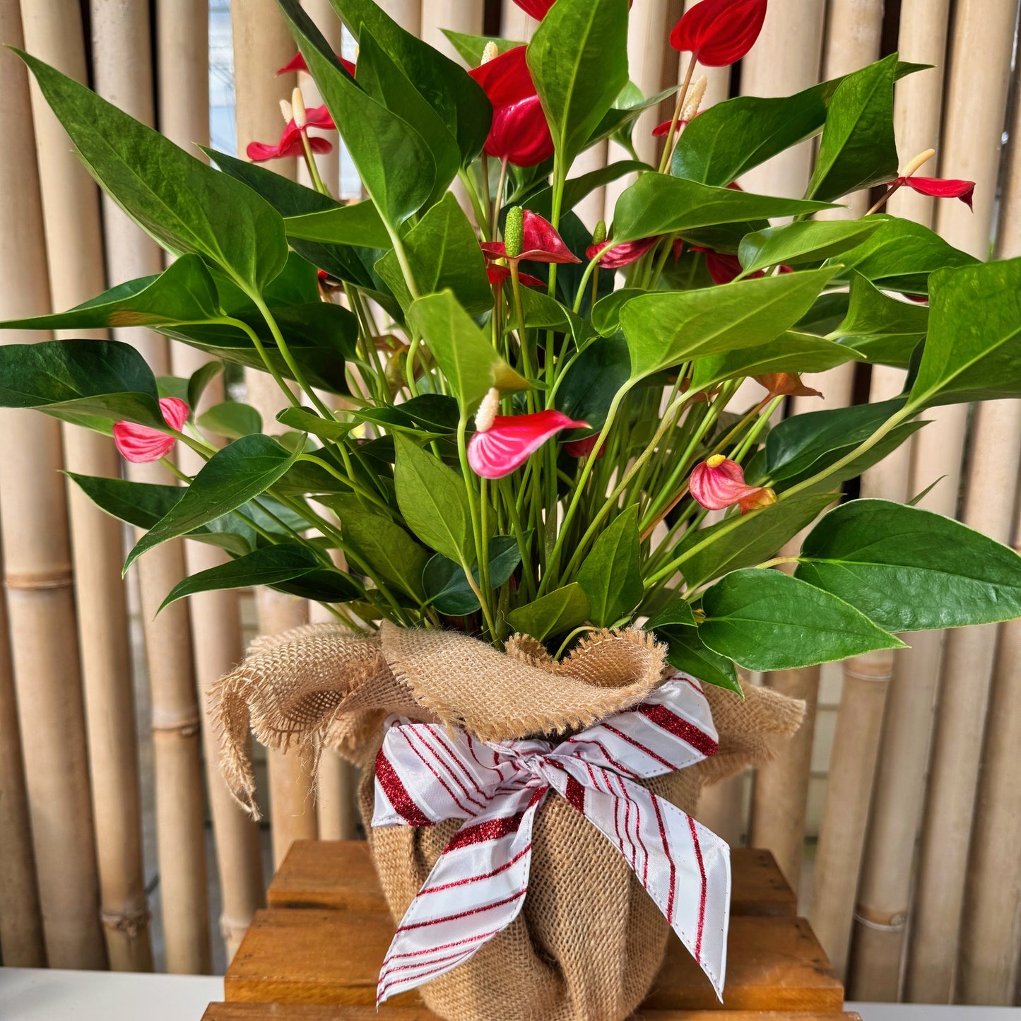 Million Red Stars Special (5.5" Pot)*