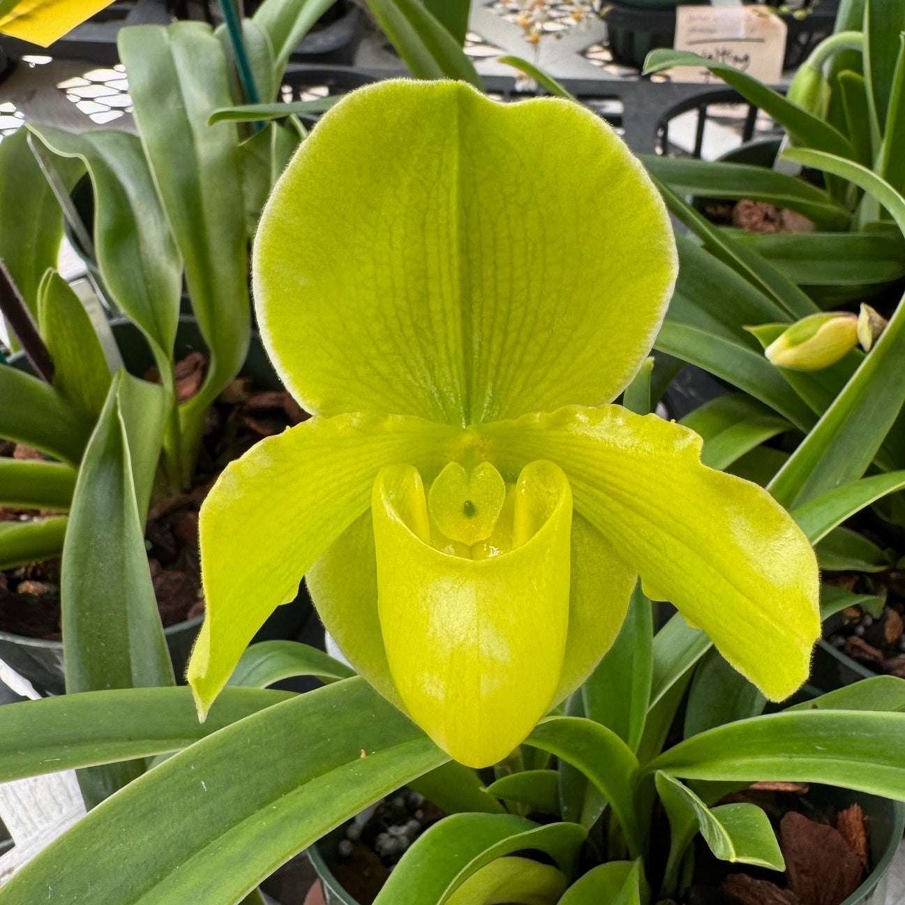 Paph. Maiden Paradise '#2' x Hsinying Little Stone (5.5" Pot) - Not Blooming