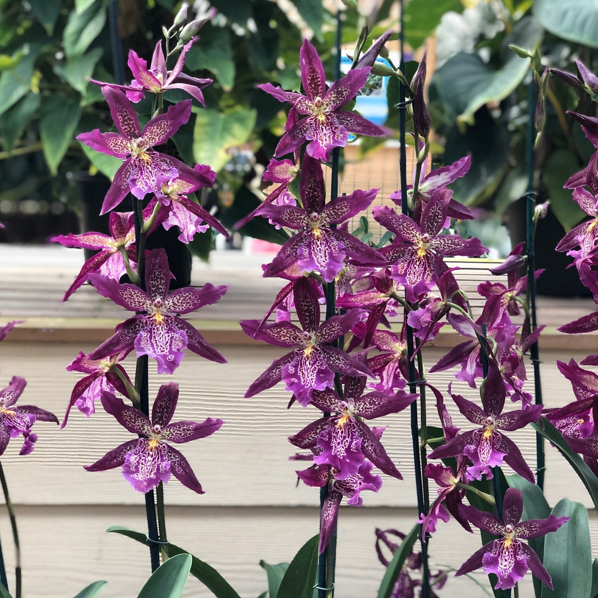 Bllra. Marfitch 'Howard's Dream' AM/AOS (4" Pot) - Not Blooming