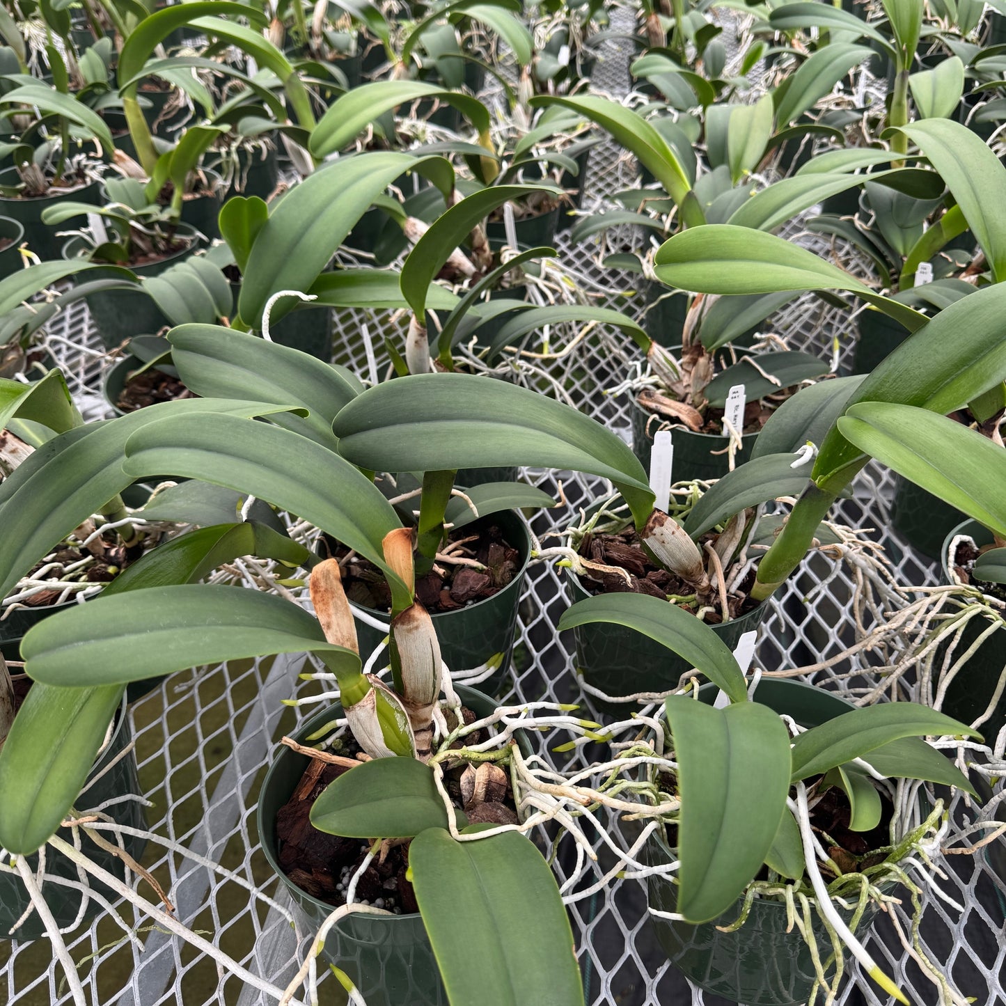 Rlc. Mary Lupi 'Volcano Queen' (5.5" Pot) - Not Blooming