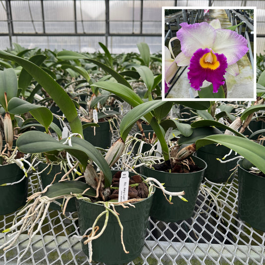 Rlc. Mary Lupi 'Volcano Queen' (5.5" Pot) - Not Blooming