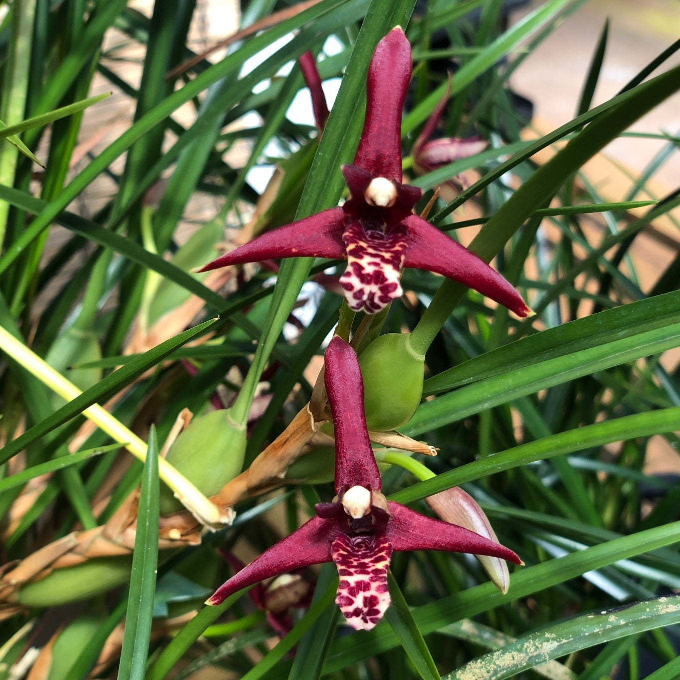 Maxillaria tenuifolia 'Green Valley' (4" Pot) - Not Blooming
