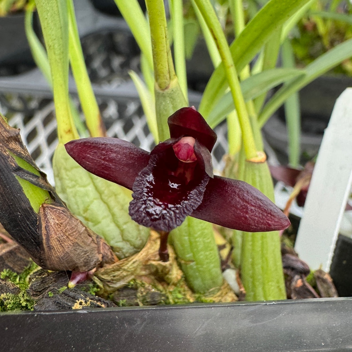 Maxillaria schunkeana x sib (4" Pot) - Not Blooming